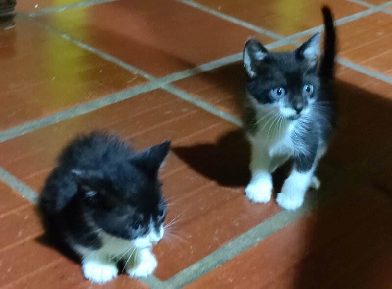 TEST Hermanitos blanco y negro buscan una familia (Luque)